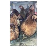 Brown Hens
