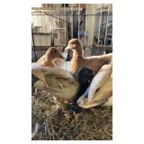 Pastel Call Ducks - 2 pair