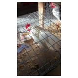 White Old English Rooster