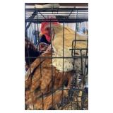 1 Rooster 7 Hens