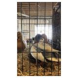 2 Pairs of Call Ducks