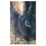mini rex buck rabbit