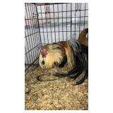 pair of golden phoenix