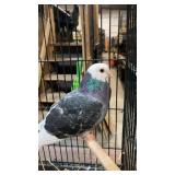 bald head roller pigeons