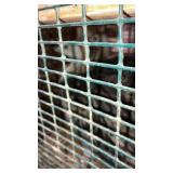 black shoulder peacock