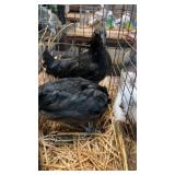 ayam cemani pullets