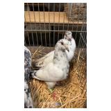 black splash pigeons