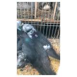 black roller pigeons