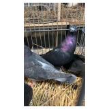 black roller pigeons