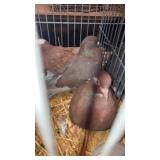 red rollers pigeons