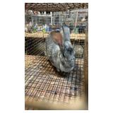 flemish giant doe rabbit