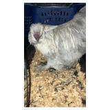 lavender silkie rooster