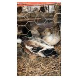 trio snowy call ducks