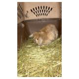 lionhead doe rabbit