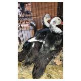muscovy ducks