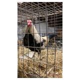 silver duck wing rooster