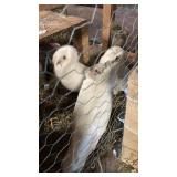 trio of crested pigeons