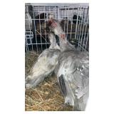 silver muscovy pair