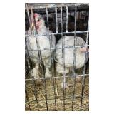 pair of splash cochins