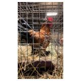 millie fleur rooster