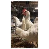 trio zombie chickens