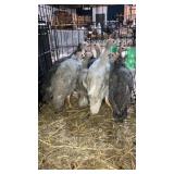 guineas Multiple Colors