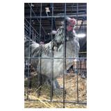 silkie cochin cockerals