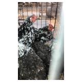 bantam model cochin hens