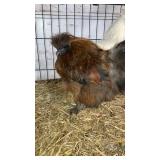 silkie roosters