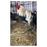 pair of silver phoniex