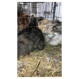 silkie roosters
