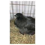 ayam cemani pullets