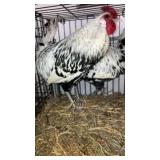 speckeled hamburg roosters