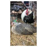 pair of silver phoniex