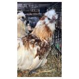 silkie roosters