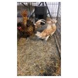 polish hens and roosters