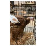 pair of red bourbon turkeys