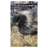 silkie roosters