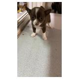 female puppy brown/white