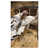 two young royal palms