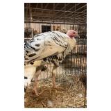 royal palm jake turkeys