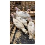 turkey poults