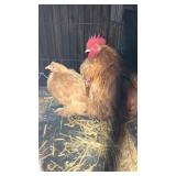 pair of cochin bantam