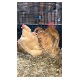 trio of cochin bantams