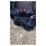 bantam orphington hens black in color
