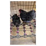 Bantams hen/roosters