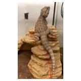 bearded dragon