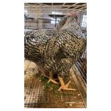 barred rock roosters