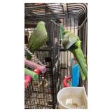 conure parrots bredding pair