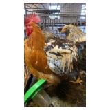 Barnyard mix roosters